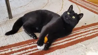 Cat Playing With Multi-Balls