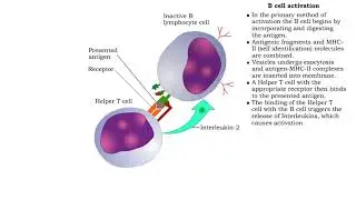 B cells and antibodies