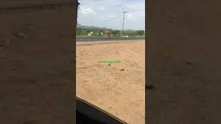 Animal mating donkey mating ☺️ 