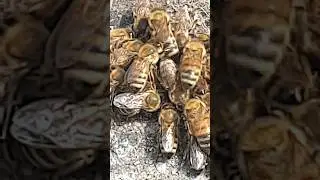 А наши ли наши?