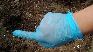 РАССТОЯНИЕ МЕЖДУ ЛУНКАМИ ПРИ ВЫСАДКЕ ПОМИДОРОВ.