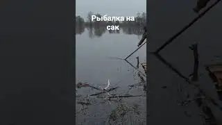 Рыбалка на сак.🐋