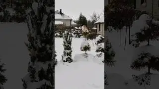 Какая щедрая зима! Всем раздала теплые белые шубки!