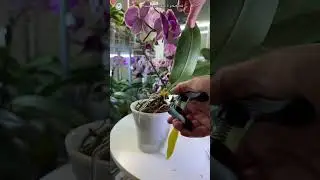 Почему желтеет лист? Часть 2 