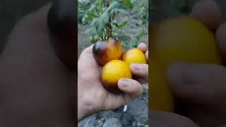 Перепутали семена томатов! 🍅🍅🍅 