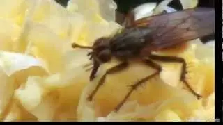 Horse Fly