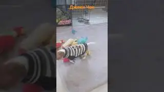 джек рассел
