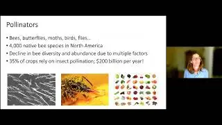 Pollinators and Urban Community Gardens with Stacy Philpott