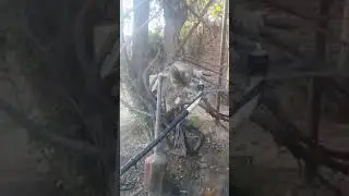 پانی اللہ تعالی کی قیمتی نعمتوں میں سے ایک نعمت ہے  ایک بے زباں جانور کا پیغام اشرف المخلوقات کے لئے