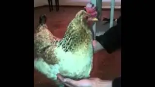 Хоси юртар котамаш)))
