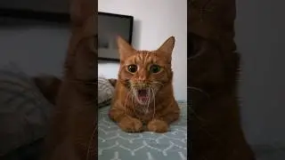 ❤️Кот Артём❤️                                                               Кто тоже зевнул?😄