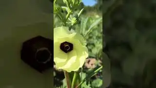 Okra