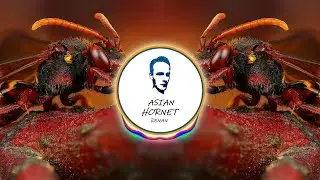 Asian Hornet