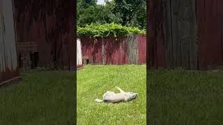 Я НЕ ХОЧУ РАБОТАТЬ#собака #funny #pets