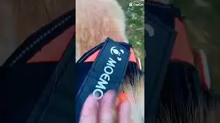 хаски