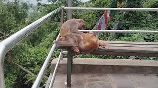 Monkey 