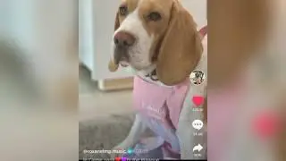 Tik  tok  sur l'atelier de roxane. Nana repose en paix 😭😭