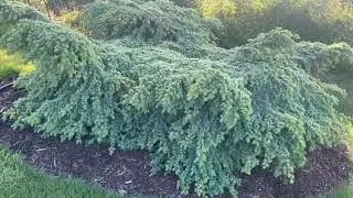 Sequim Washington Dwarf Conifer Garden 2023