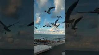 Светлогорск, Калининград, Зеленоградск и Балтийск за 20 секунд