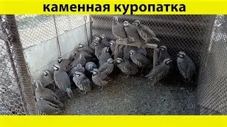 #Куропатка