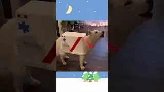 Lovely dog 😂 🤣#shortvideo #shots #funny #funnyvideo