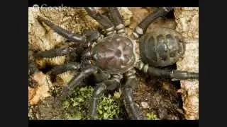 Casual Night with Arachnids