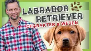 LABRADOR RETRIEVER: Rasse, Linien, und Wesen [Rasseportrait]