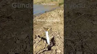 Kıyılarda gece ve gündüz rüzgarın yönü #shorts #coğrafya #tyt #lgs #experiment
