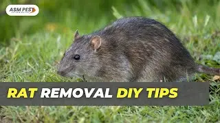 Top 5 Rodent Control DIY Tips