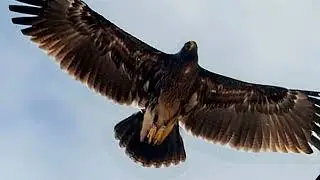 Беловежская пуща. Природа-дом, в котором живёт человек.(Дмитрий Лихачёв) 21 марта.