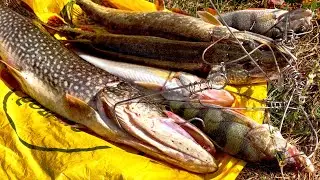 THIS IS FISHING. IT'S BREATHTAKING. Scouting new spots on the Klyazma. Lots of fish for spinning.