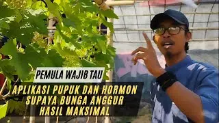 Rincian Aplikasi Pupuk Dan Hormon Untuk Bunga Anggur Supaya Tumbuh Sehat  Maksimal