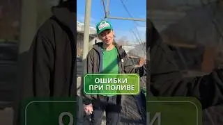 Ошибки при поливе: чего избегать, чтобы растения радовали здоровьем  💧
