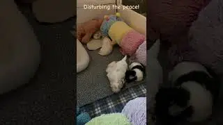 Lucy Disturbing the Peace