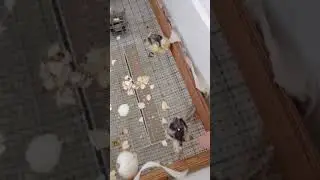 результат инкубации