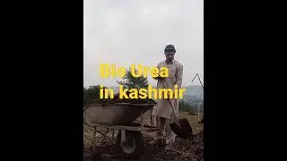 How people spread bio urea for farming in kashmir
