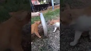 Sound on for your cat's #cat #cuteecats #cuteanimal #funny #cutespets #kittypets #cute