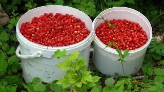 Лесная земляника и травы