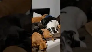 It's Time To Go To Bed.  Our Dog Family At Night.  #dogs #love #family