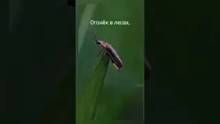 Света всем и тепла❤️ #светлячок #красота #красиво #светаидобравсем #природа