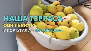 Наша терраса в Португалии 🌱🍋 Лимон, клементин, первые посадки и планы