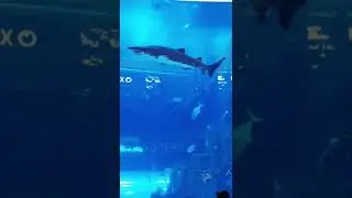 Dubai Aquarium#shorts