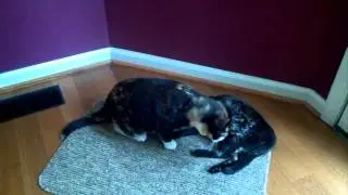 Push loves Mini