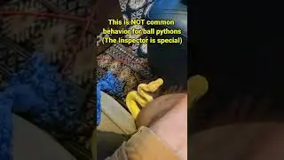 More CRAZY SNAKE behavior