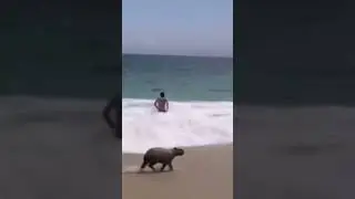 Capybara pulling up at the sea