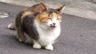 [野良猫]道端で座って寛ぐ三毛猫が可愛いすぎる！[straycat]A cute calico cat sitting on the roadside and relaxing!