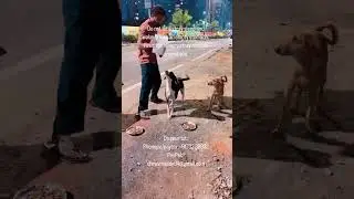 Do not let a stray sleep and wakeup with an empty stomach. Feed the hungry stray animals around you.