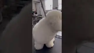 Happy Bichon #puppy #grooming #adorable