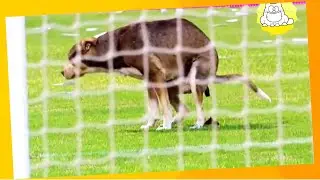 Momentos mais Engraçados com Animais no Campo de Futebol ⭐ Animais Engraçados