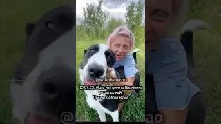 Макс из приюта «Щербинка» уехал домой! Проект помощи Собака Юзао